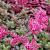 Sedum spurium 'Fuldaglut'