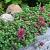 Sedum spurium 'Schorbuser Blut'