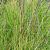 Sesleria autumnalis