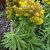 Solidago 'Golden Dwarf'