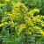 Solidago 'Strahlenkrone'