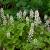 Tiarella cordifolia