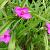 Tradescantia (A) 'Rubra'