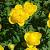 Trollius europaeus