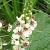 Verbascum chaixii 'Album'