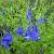 Veronica austriaca teucrium