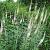 Veronicastrum virginicum