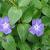 Vinca major