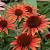 Echinacea p. 'Sundown'