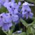 Phlox stolon. 'Blue Ridge'