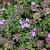 Thymus praecox 'Pink Chintz'