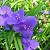 Tradescantia (A) 'Zwanenburg Blue'