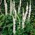 Verbascum nigrum album