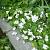 Viola odorata 'Alba'