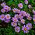 Aster alpinus