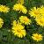 Doronicum orientale