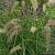 Pennisetum 'Karley Rose'