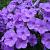 Phlox (P) 'Lilac Time'