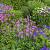 Spinel Prairie Garden