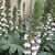 Acanthus mollis