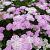 Achillea m. 'Apfelblüte'