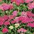 Achillea m. 'Cerise Queen'