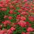 Achillea m. 'Paprika'