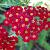 Achillea m. 'Red Beauty'