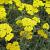 Achillea 'Moonshine'