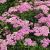 Achillea 'Pretty Belinda'