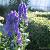 Aconitum carm. 'Arendsii'