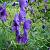 Aconitum henryi 'Spark's Variety'