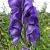 Aconitum napellus