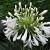 Agapanthus afric. 'Albus'