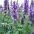 Agastache 'Black Adder'