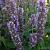 Agastache 'Blue Fortune'