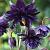 Aquilegia v. 'Black Barlow'