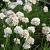 Armeria mar. 'Alba'