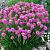 Armeria mar. 'Splendens'