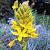 Asphodeline lutea