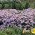 Aster ageratoides 'Stardust'