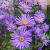 Aster amellus 'Blue King'