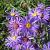 Aster amellus 'Rudolf Goethe'