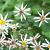 Aster cordifolius 'Silver Spray'