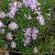 Aster ericoides 'Blue Star'