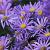 Aster frikartii 'Jungfrau'