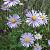 Aster laevis