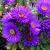 Aster n.-a. 'Purple Dome'