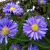 Aster n.-b. 'Marie Ballard'