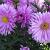 Aster n.-b. 'Patricia Ballard'